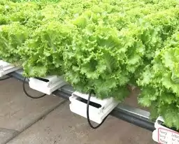 How to grow lettuce AGRICULTURE NOVEL