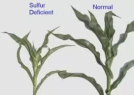 Sulphur deficiency symptoms Agriculture Novel