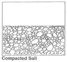 Compacted Soil Plant not growing as expected Agriculture Novel.