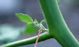 Cucumber suckers (side shoots) must be removed for training 
