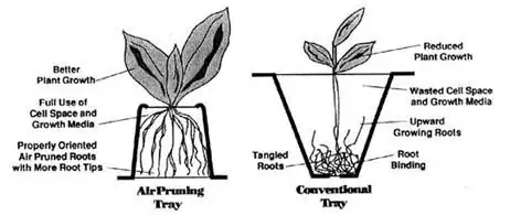 Air Pruning tray vs conventional tray Agriculture Novel
