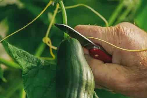 How to grow cucumber indoors and outdoors Agriculture Novel