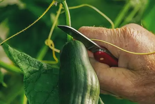 How to grow cucumbers indoors Agriculture Novel
