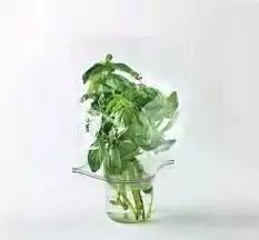 Grow Basil Indoors Hydroponically | 11 Super Tips & Tricks