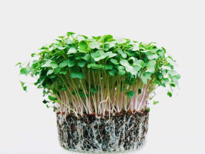How to Grow Microgreens