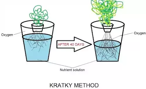 KARTKY HYDROPONICS WATER DECREASES WITH TIME AND PLANT GETS ENOUGH OXYGEN