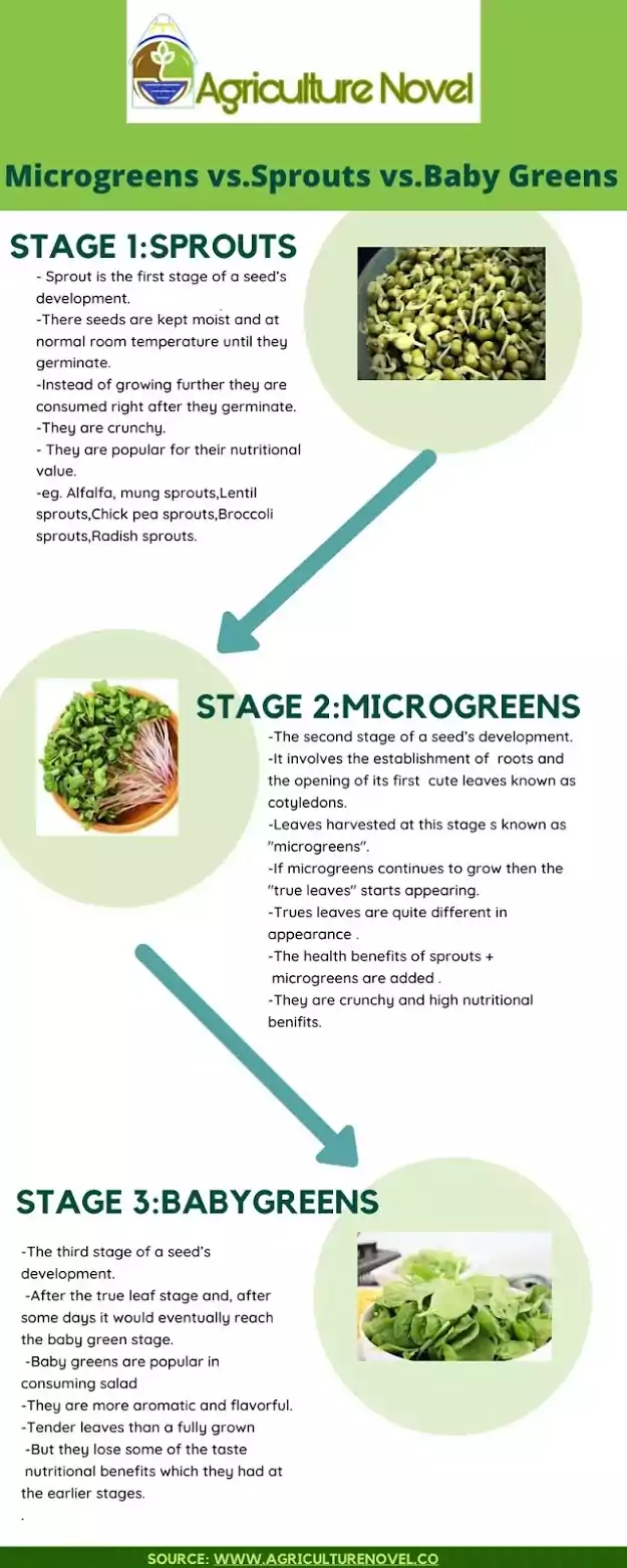 Benefits of microgreens ,sprouts and baby greens