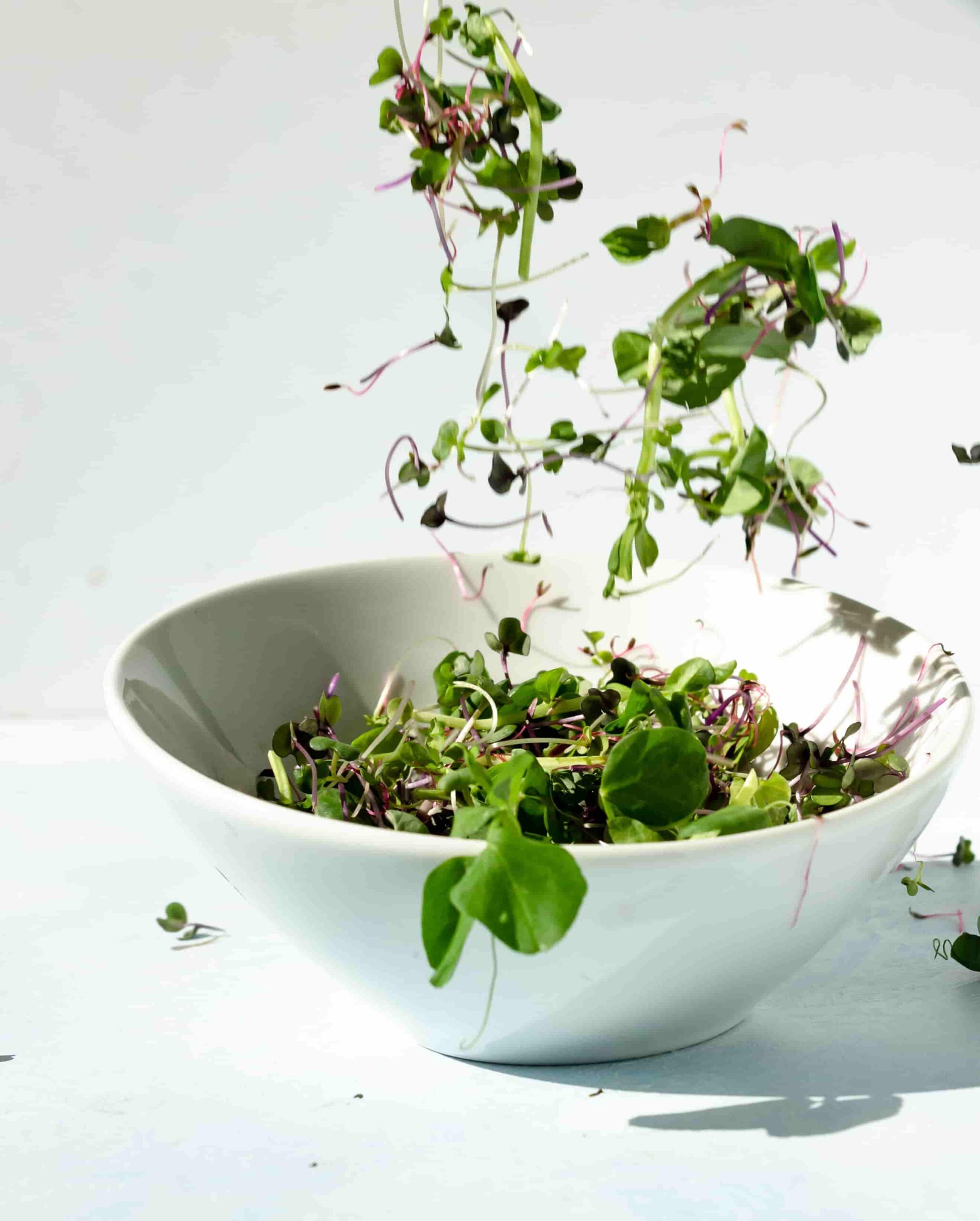 What is microgreens ,sprouts and baby greens