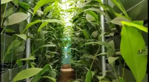 Grow Turmeric Hydroponically 