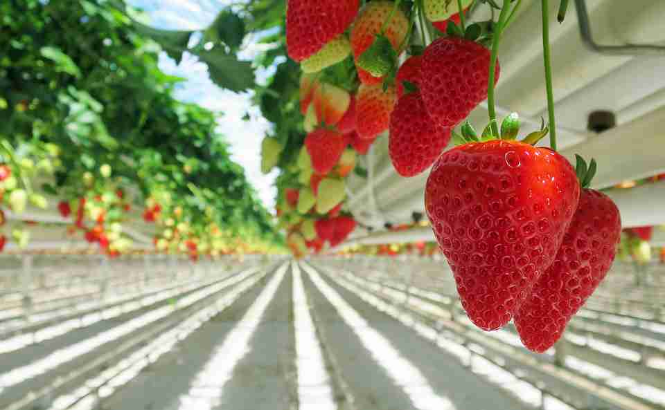 How to grow strawberry hydroponically or in soil.