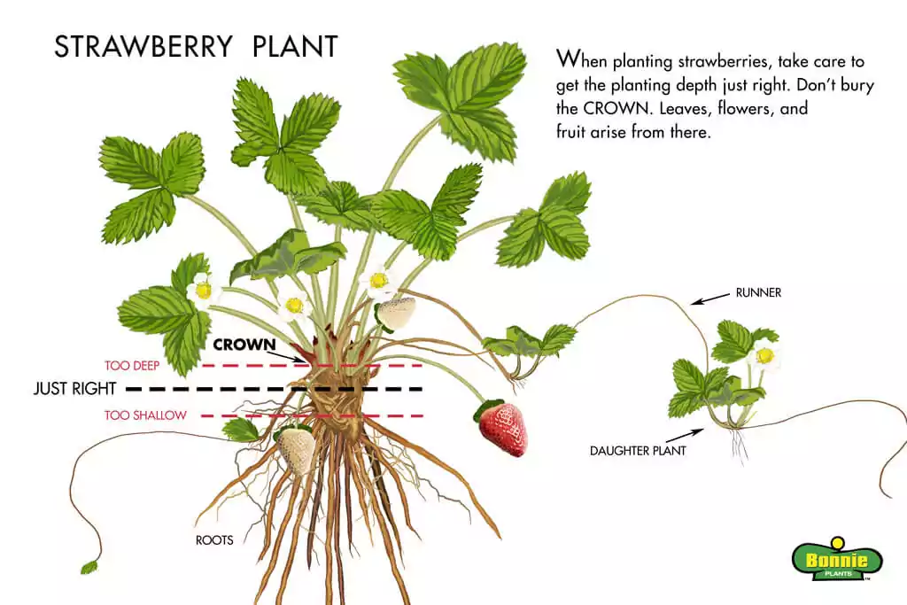 Strawberry Plant -Bonnie Plant