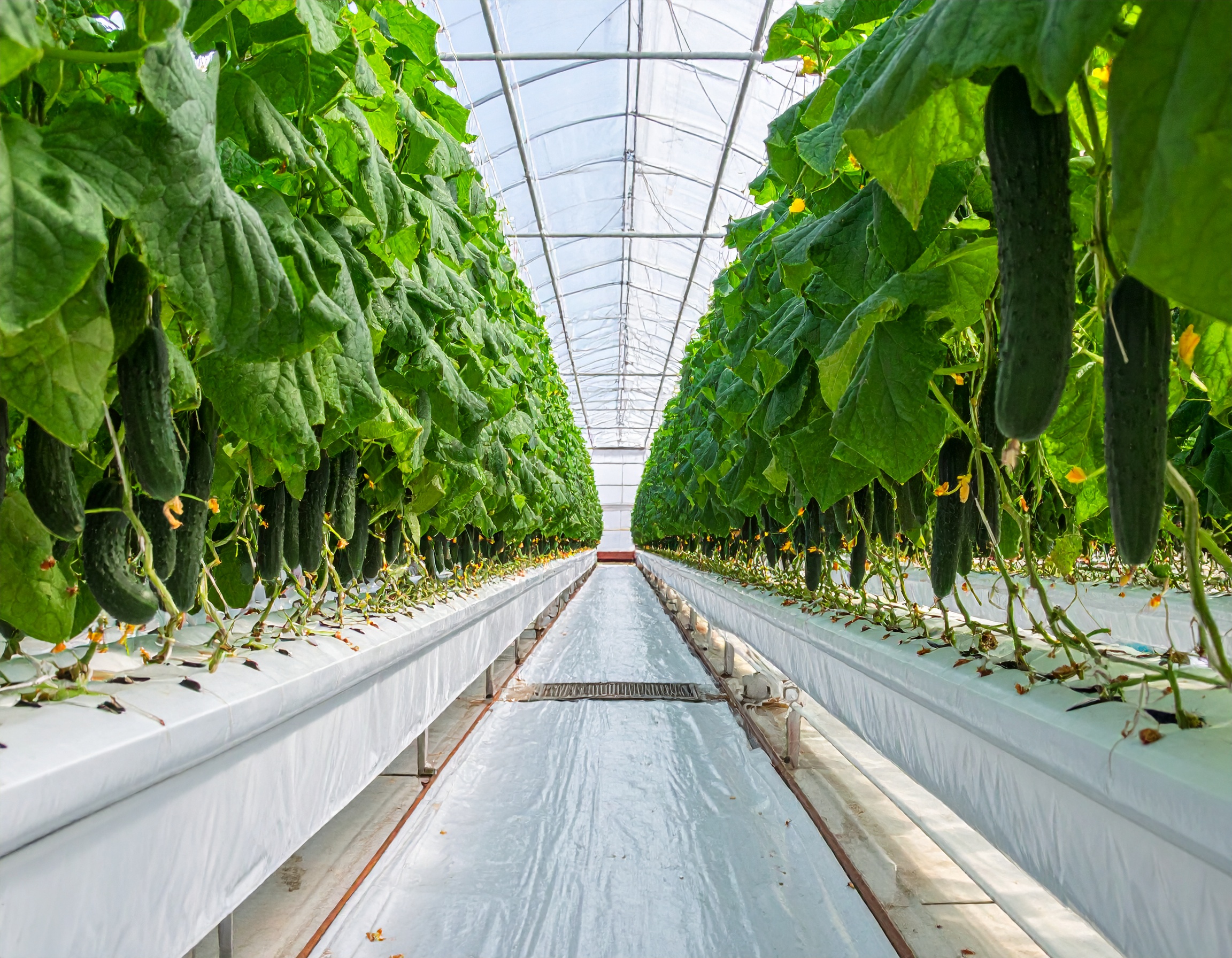 Firefly_Grow Cucumbers Hydroponically 276968