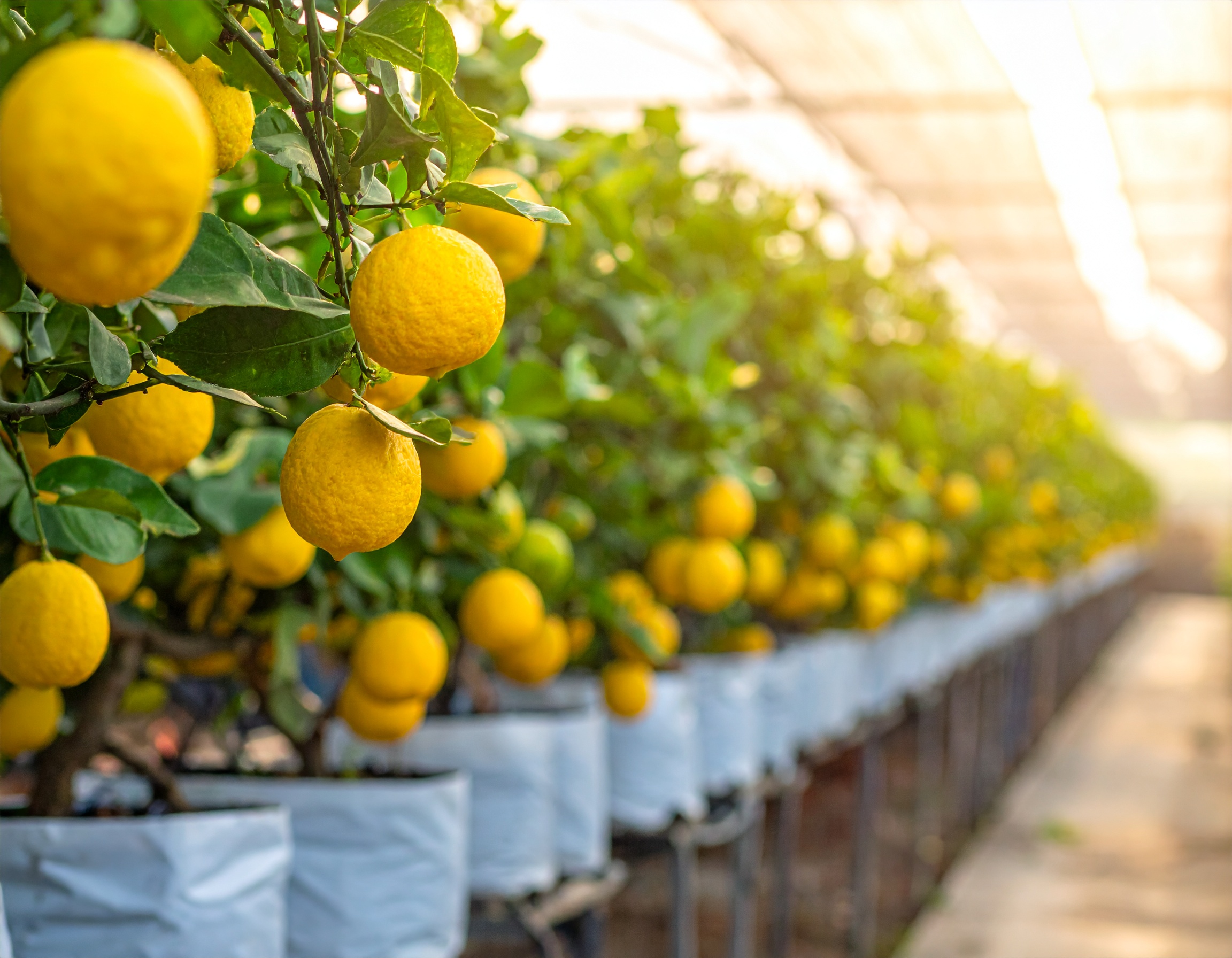 Grow Lemons Hydroponically