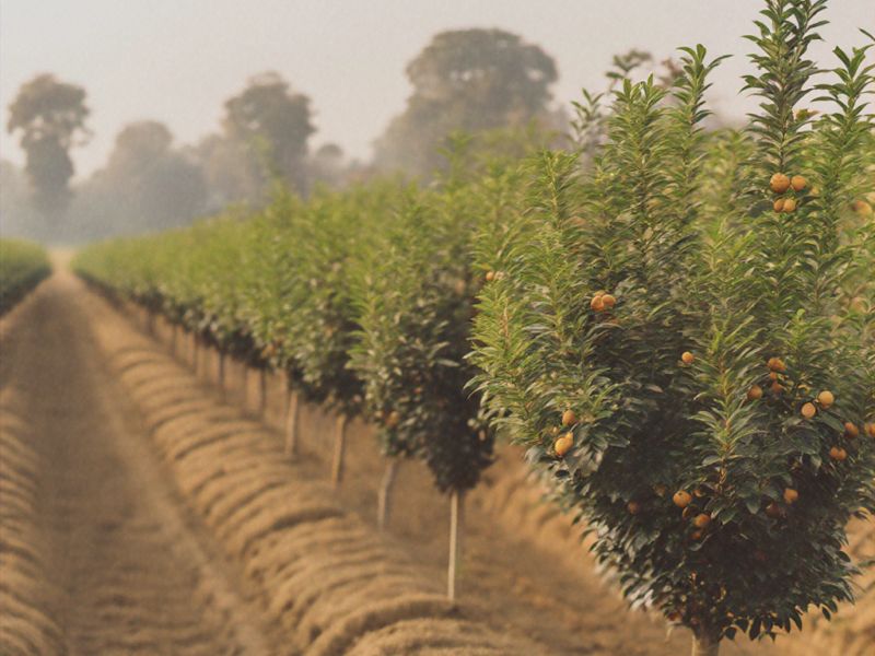 High-quality visualization of india japanese holly farming – climate stress modeling: ultimate guide & expert advice featuring advanced farming techniques, hydroponics, and sustainable agriculture.