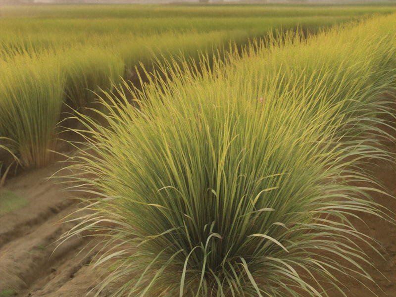 High-quality visualization of growing japanese sedge – precision & iot guide for india: complete guide & best practices featuring advanced farming techniques, hydroponics, and sustainable agriculture.