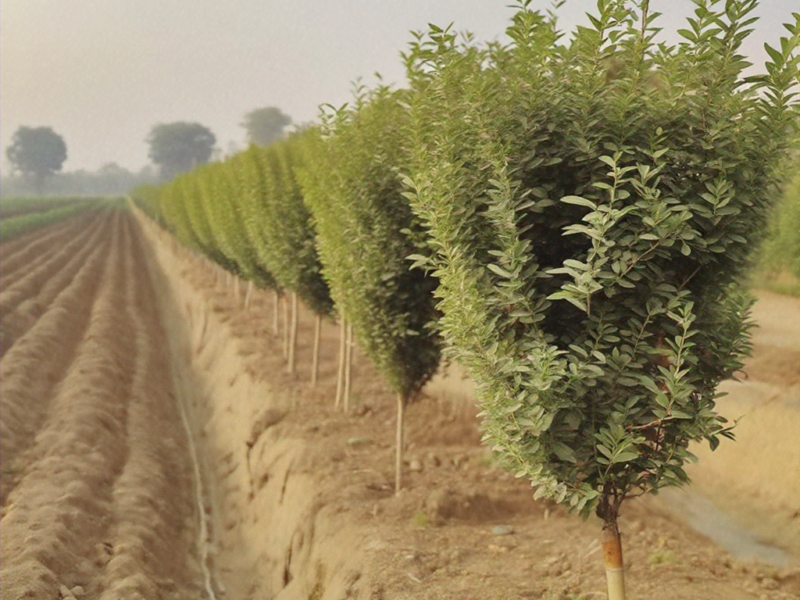 High-quality visualization of how to grow japanese privet in punjab (india): kitchen & harvest – complete how to featuring advanced farming techniques, hydroponics, and sustainable agriculture.