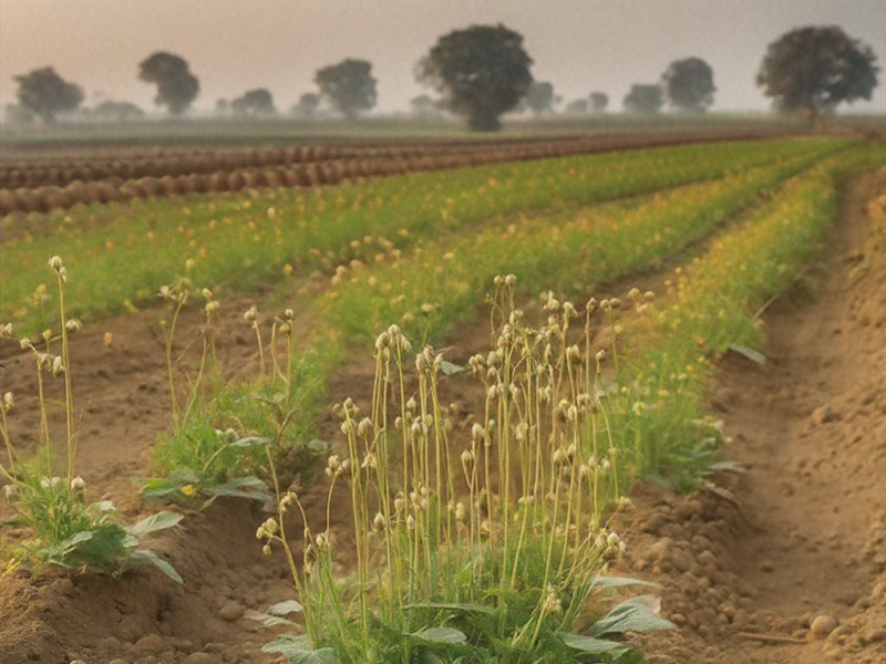 High-quality visualization of growing johnny jump up – doctor intelligence (diseases) for madhya pradesh: complete guide & best practices featuring advanced farming techniques, hydroponics, and sustainable agriculture.