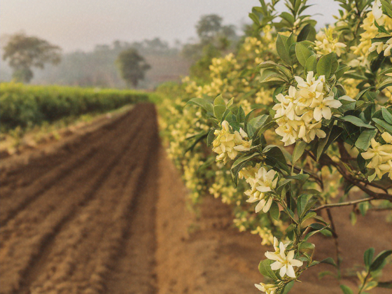 High-quality visualization of how to grow jessamine in maharashtra: precision & iot guide – complete how to featuring advanced farming techniques, hydroponics, and sustainable agriculture.