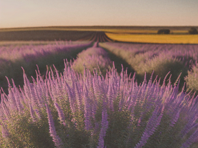 High-quality visualization of nebraska jerusalem sage farming – plant doctor & care: ultimate guide & expert advice featuring advanced farming techniques, hydroponics, and sustainable agriculture.