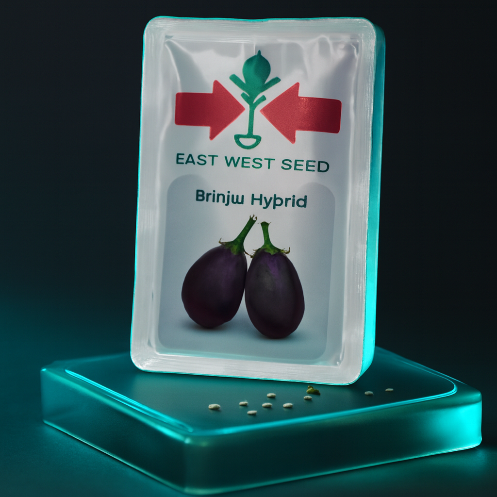 EWS Brinjal Hybrid