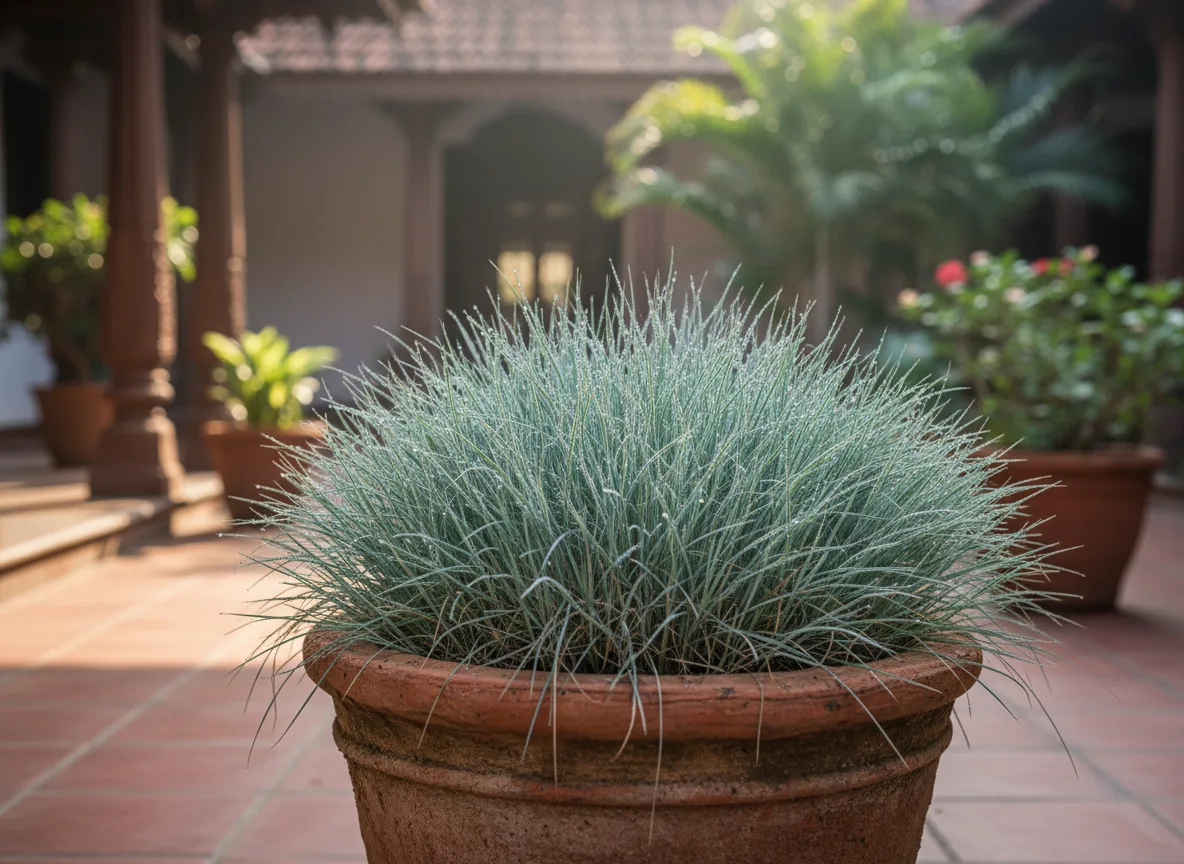 A healthy clump of silvery-blue fescue grass thriving in a terracotta pot in a sunny Madurai courtyard.